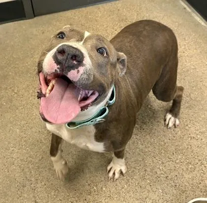 A young large-sized female Brown / Chocolate Pit Bull Terrier dog named Whopper for adoption in Cleveland, OH