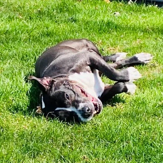 A senior medium-sized female Black Pit Bull Terrier dog named Winnie for adoption in Philadelphia, PA
