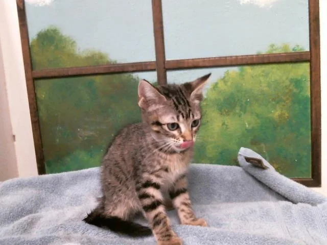 A baby small-sized male Domestic Short Hair cat named Oak for adoption in Houston, TX