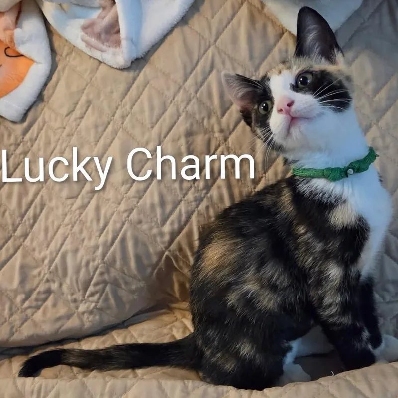 A baby small-sized female Calico Domestic Short Hair cat named Lucky Charm for adoption in Orangevale, CA
