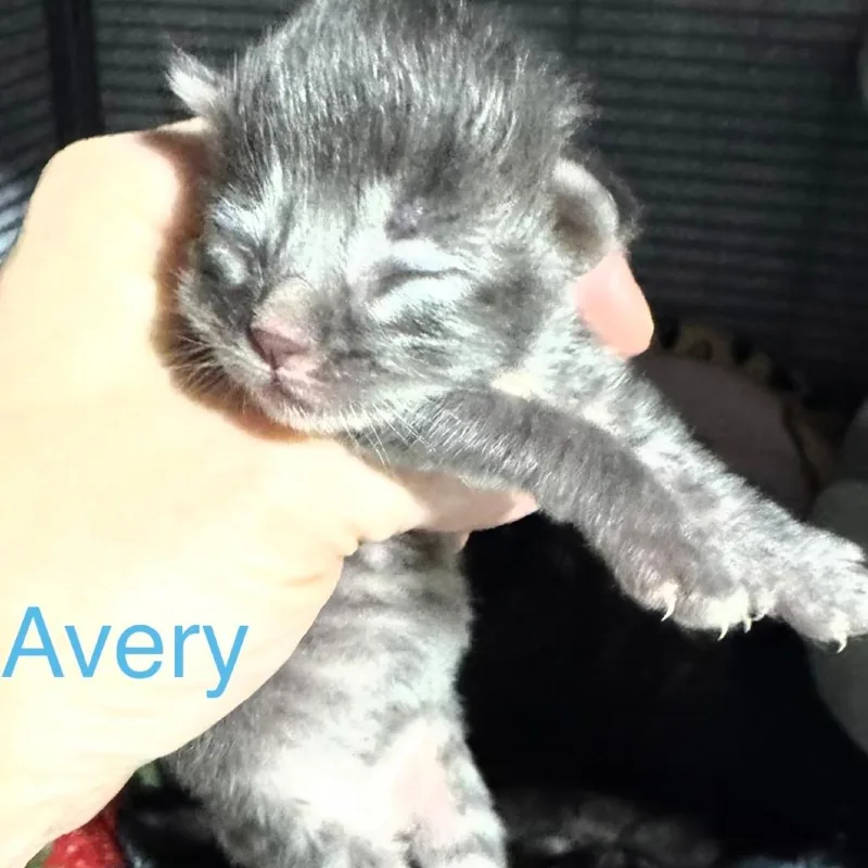 Avery Wkh