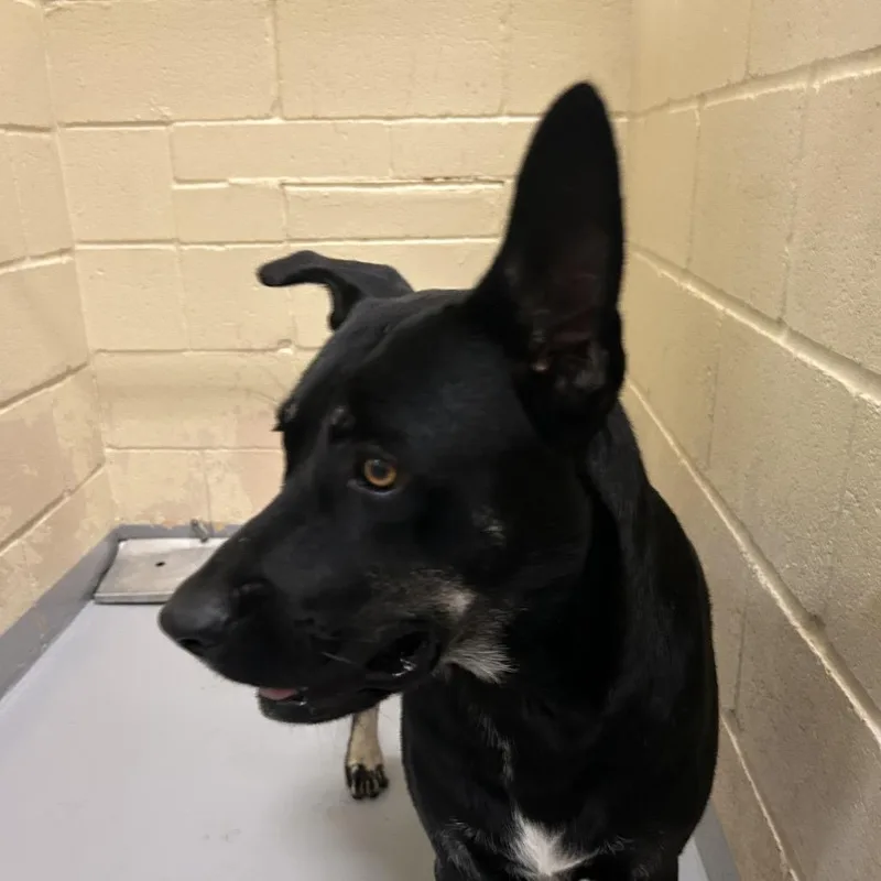 An adult large-sized male Black Australian Kelpie dog named Derik for adoption in Lufkin, TX