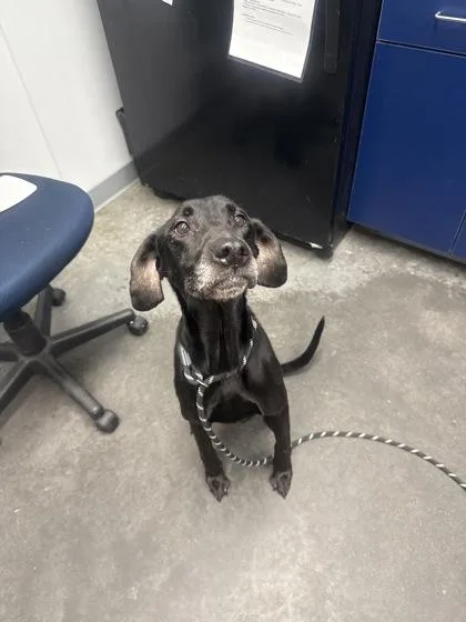 An adult medium-sized female Labrador Retriever dog named B Kendra for adoption in North Charleston, SC