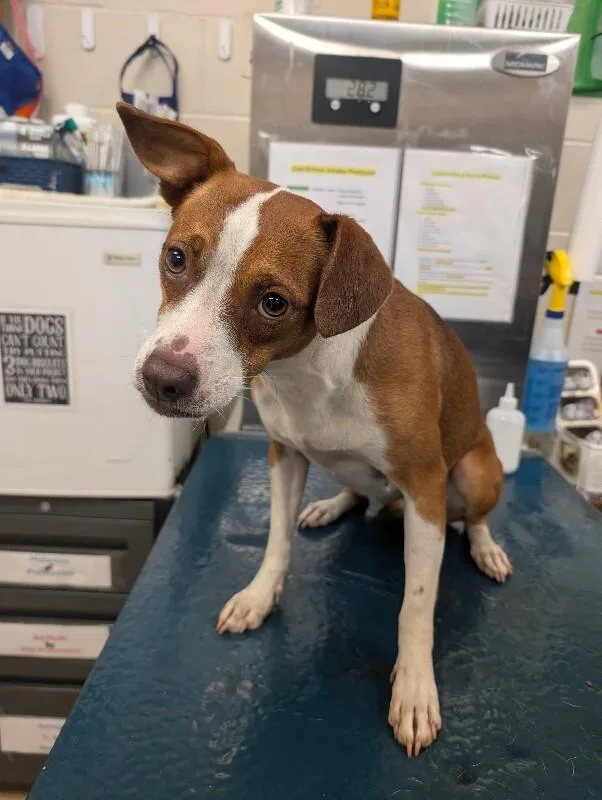 An adult medium-sized female Brown / Chocolate Mixed Breed dog named Lynn for adoption in Mobile, AL