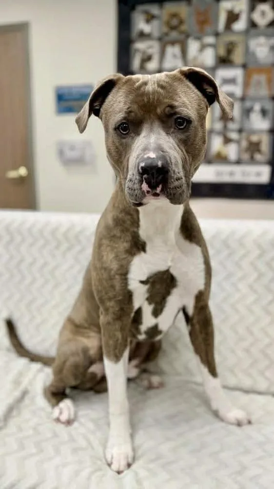 Truman