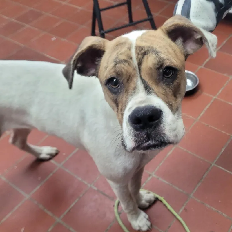 An adult medium-sized male White / Cream Boxer dog named Clein for adoption in West Point, MS