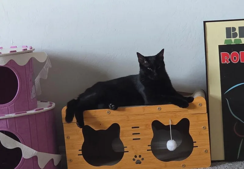 An adult medium-sized female Black Domestic Short Hair cat named Marilyn for adoption in Blanchard, OK