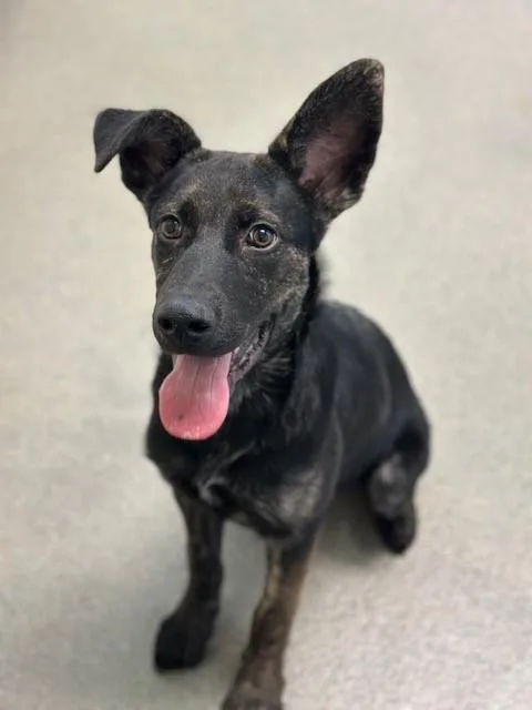 A baby medium-sized male Black German Shepherd Dog dog named Tex for adoption in Manteca, CA