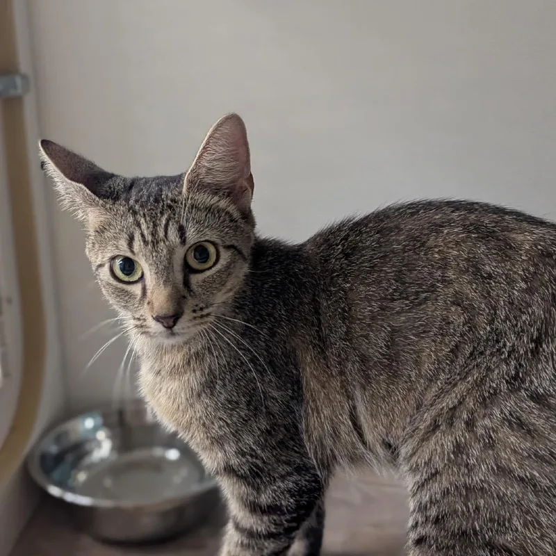 A young medium-sized female Brown / Chocolate Domestic Short Hair cat named Mama Jaycee for adoption in Ashland, VA