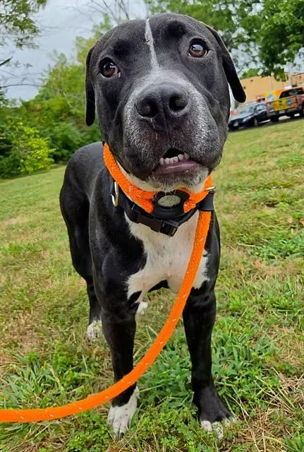 A young medium-sized male Labrador Retriever dog named Einstein for adoption in Olivette, MO