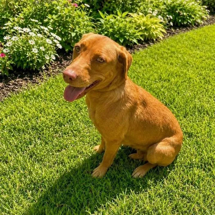 A young medium-sized female Golden Labrador Retriever dog named Bella for adoption in Jay, NY