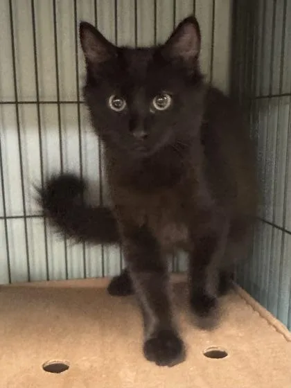 A baby small-sized male Domestic Medium Hair cat named Onyx $ for adoption in Seneca, SC