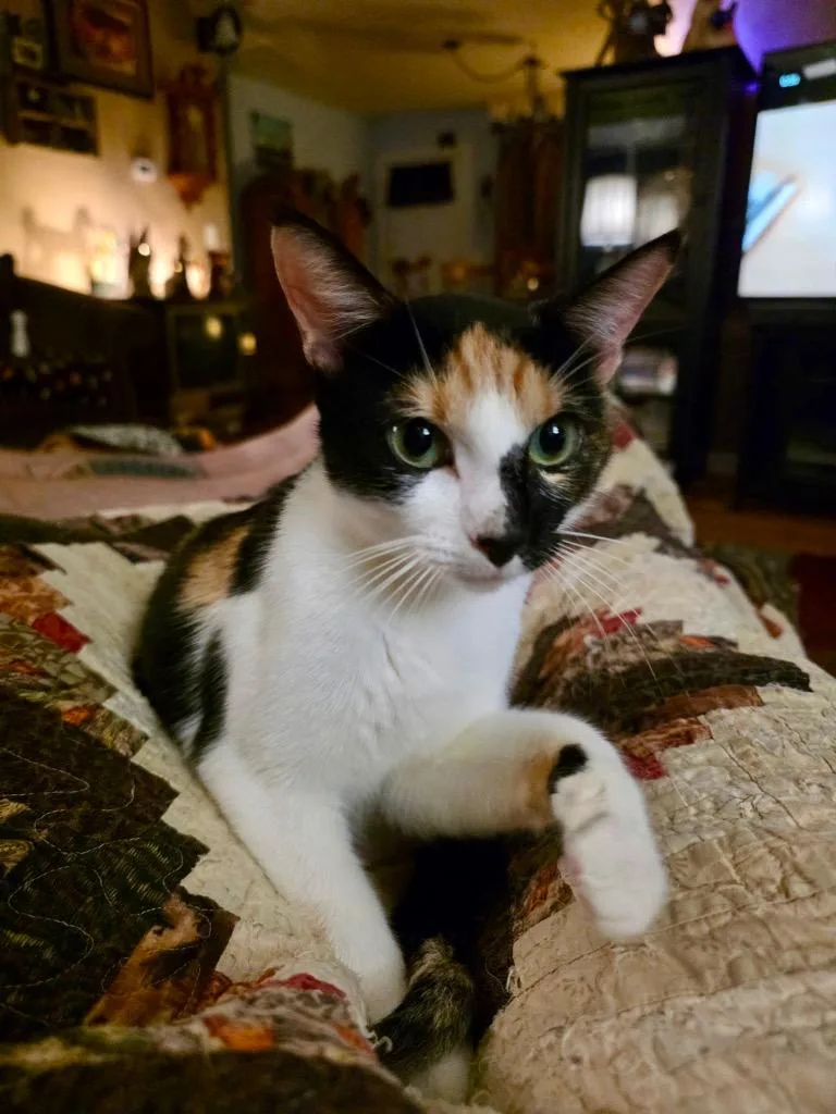 A young small-sized female Domestic Short Hair cat named Momma Lotus for adoption in Stillwater, OK