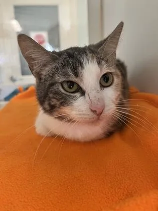 An adult medium-sized female Domestic Short Hair cat named Laverne for adoption in Columbus, IN