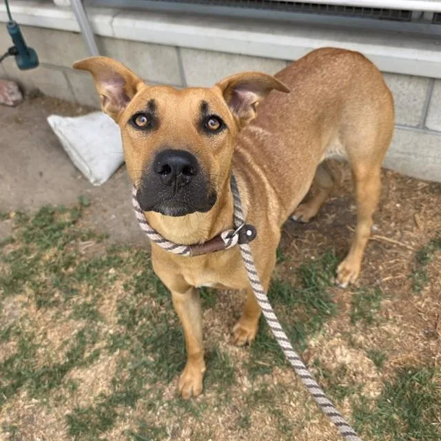 A young medium-sized female Labrador Retriever dog named Nana for adoption in Long Beach, CA