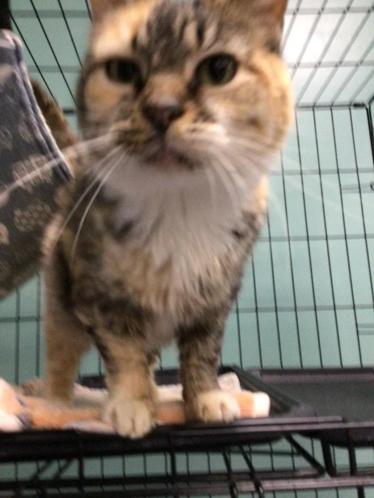 An adult medium-sized female Domestic Short Hair cat named Pookie for adoption in Logansport , IN
