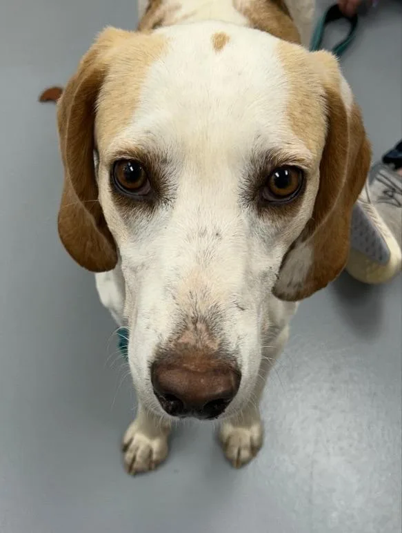 An adult medium-sized male Hound dog named Samson for adoption in Hartsville, SC