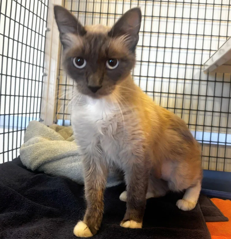 An adult medium-sized female Gray / Blue / Silver Domestic Medium Hair cat named Marie for adoption in Burlingame, CA