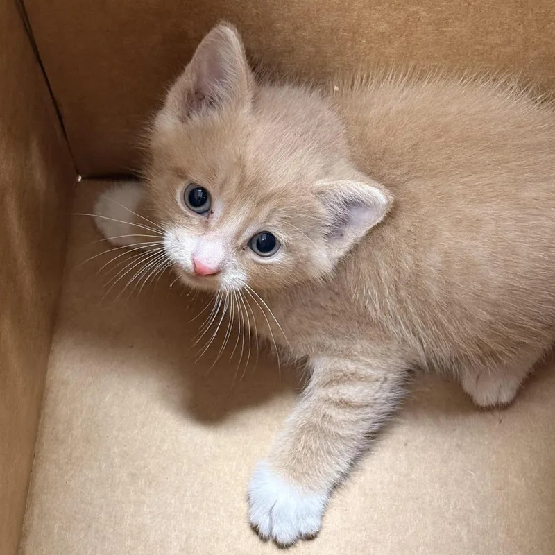 A baby small-sized male Orange / Red Domestic Short Hair cat named Pulgui for adoption in Newark, NJ