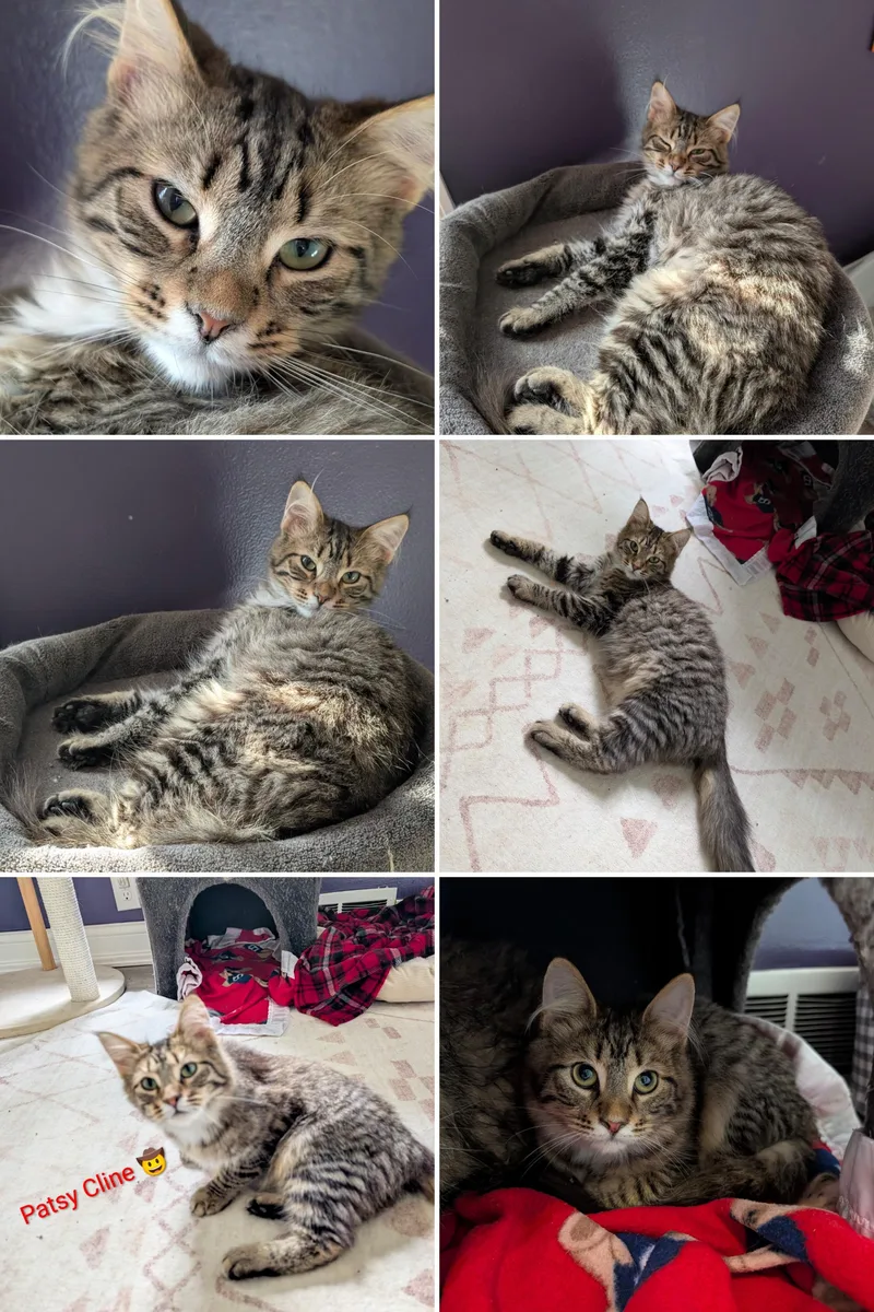 A baby medium-sized female Tabby (Buff / Tan / Fawn) Domestic Short Hair cat named Patsy Cline for adoption in Cincinnati, OH