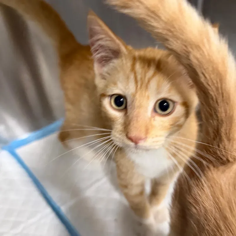 A baby small-sized male Orange / Red Domestic Short Hair cat named Cardinal for adoption in Greensboro, NC