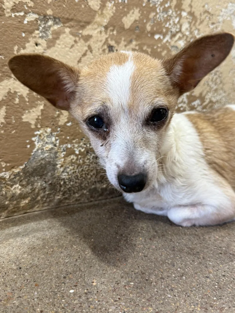 A senior small-sized female White / Cream Chihuahua dog named Sadie for adoption in Blue Springs, MO