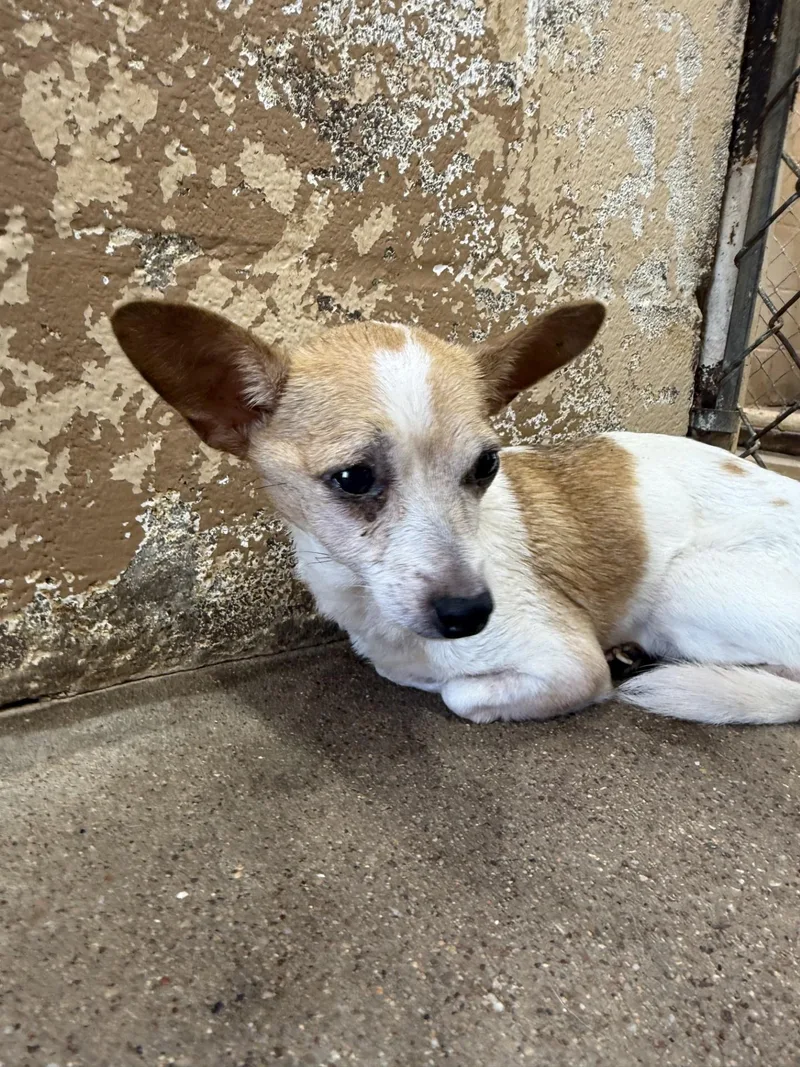 Sadie thumbnail 2