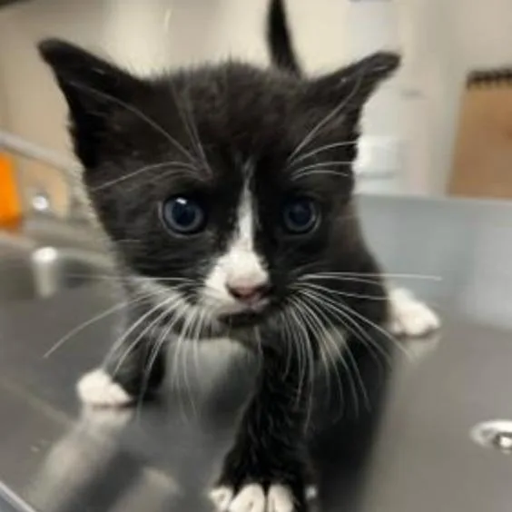 A baby small-sized male Black Domestic Short Hair cat named Nick for adoption in West Palm Beach, FL