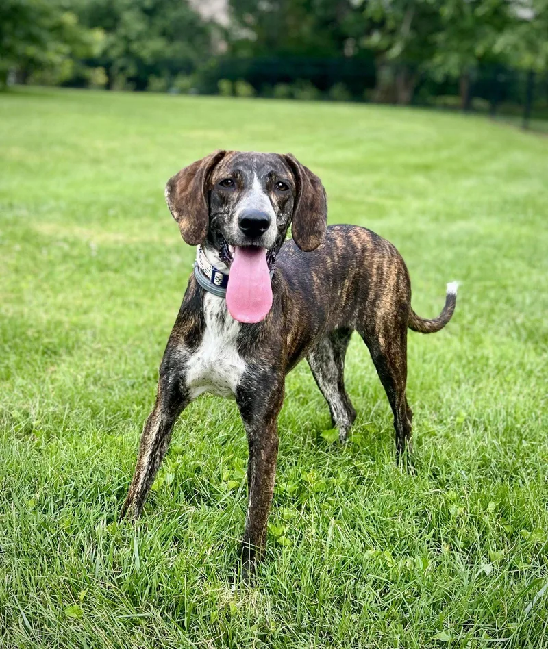 A young medium-sized female Bluetick Coonhound dog named Sweet Caroline for adoption in Franklin, TN