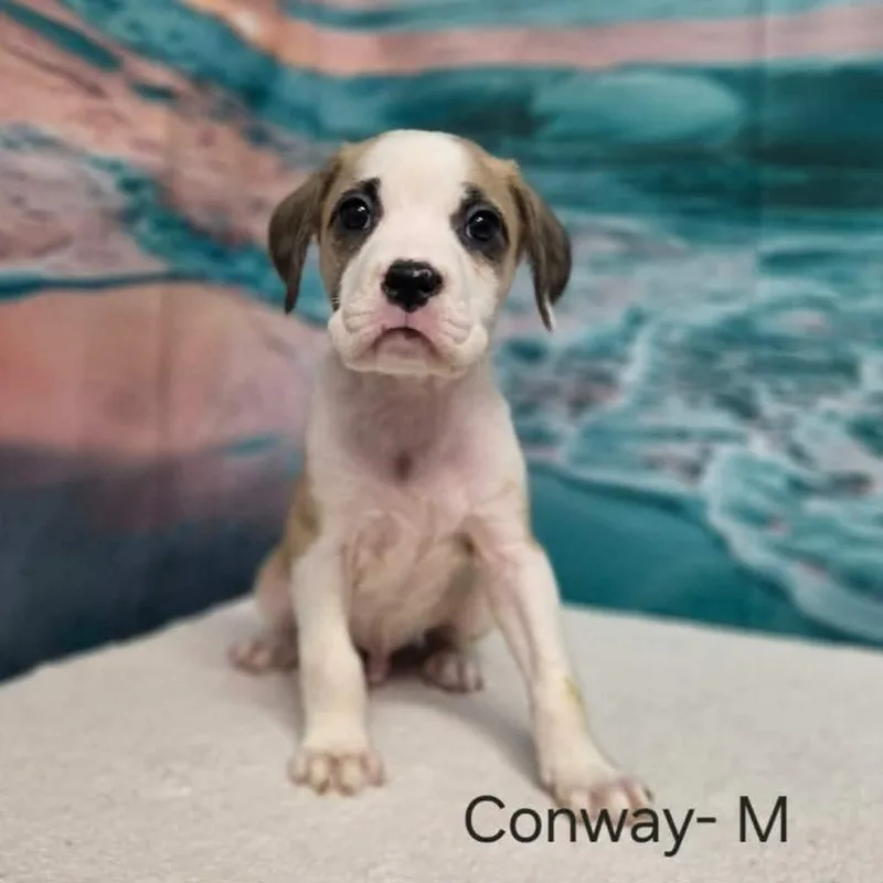 Conway