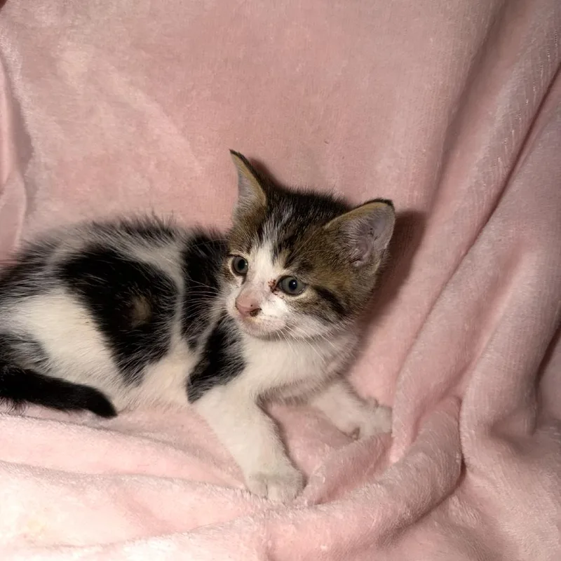 A baby small-sized male White Domestic Short Hair cat named Professor for adoption in Ringtown, PA