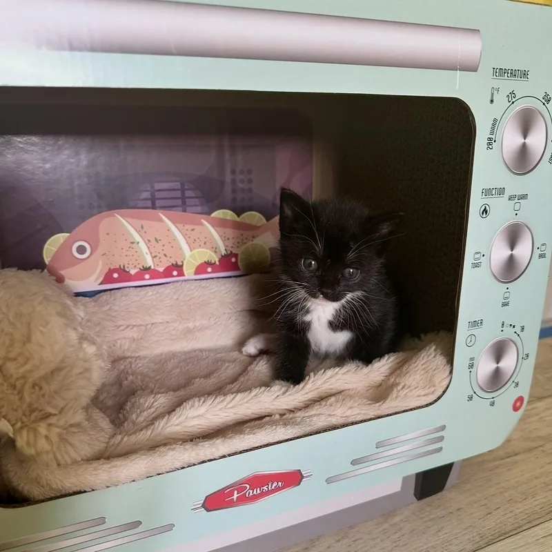 A baby medium-sized female Black & White / Tuxedo Domestic Short Hair cat named Asha for adoption in Austin, TX