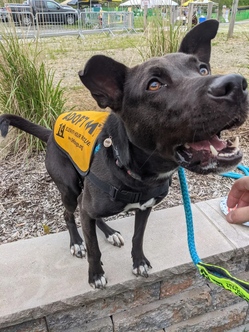 Mavi Lizman thumbnail 3