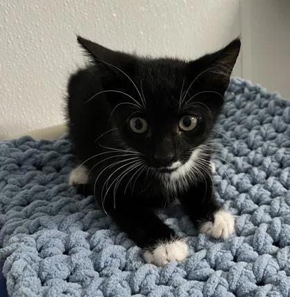 A baby small-sized male Domestic Short Hair cat named Carter for adoption in Venice, FL