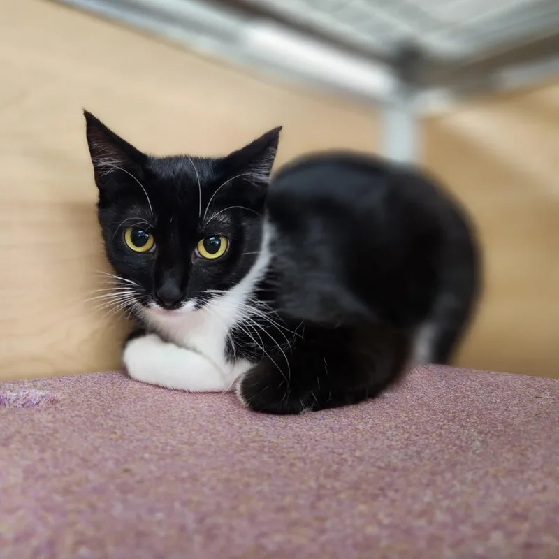 A young medium-sized female Black Domestic Short Hair cat named Veep for adoption in Brookfield, WI