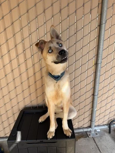 An adult medium-sized male Shepherd dog named McGee for adoption in San Diego, CA