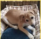 A baby small-sized female Mixed Breed dog named Almond for adoption in Mesa, AZ