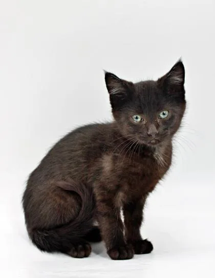 A baby small-sized male Domestic Short Hair cat named Phineas for adoption in Morton Grove, IL