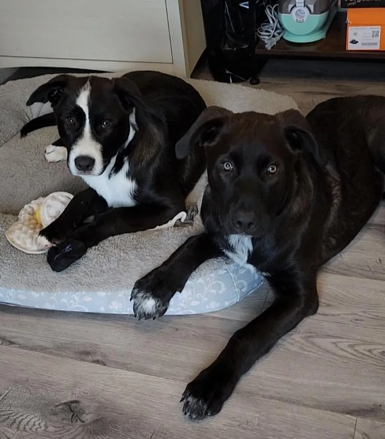 A baby medium-sized male Great Pyrenees dog named Timmy for adoption in Pflugerville, TX