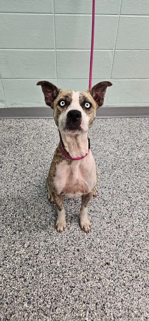 An adult large-sized female Terrier dog named Carmen for adoption in Athens, TN