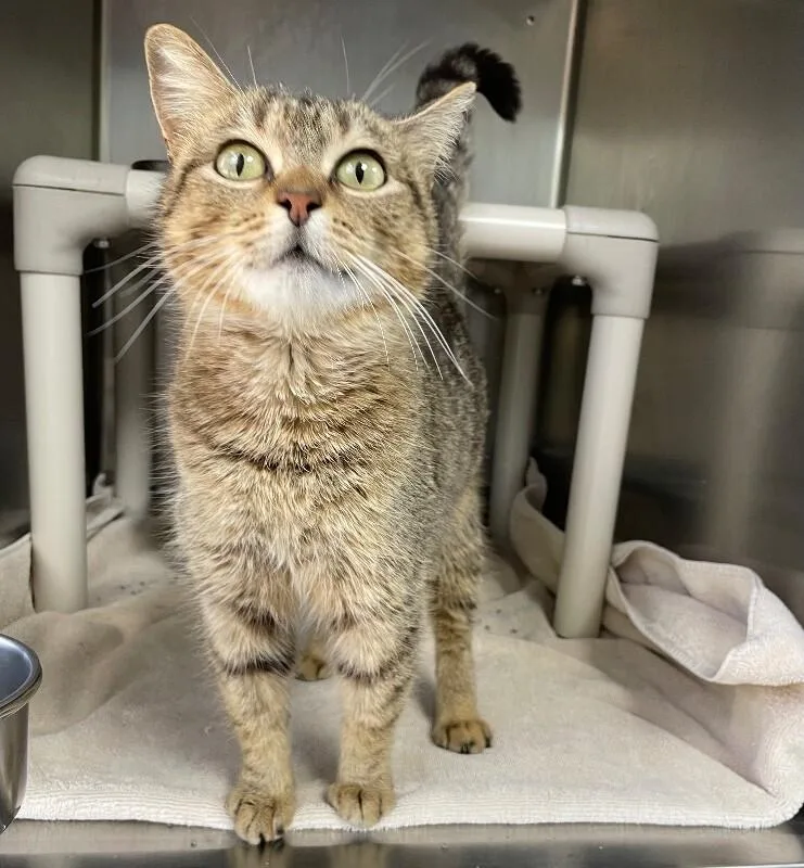 An adult medium-sized female Domestic Short Hair cat named Gemini for adoption in Roanoke, VA