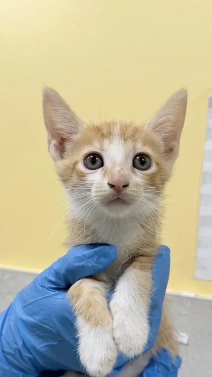 A baby small-sized male Domestic Short Hair cat named Tobi for adoption in Honolulu, HI