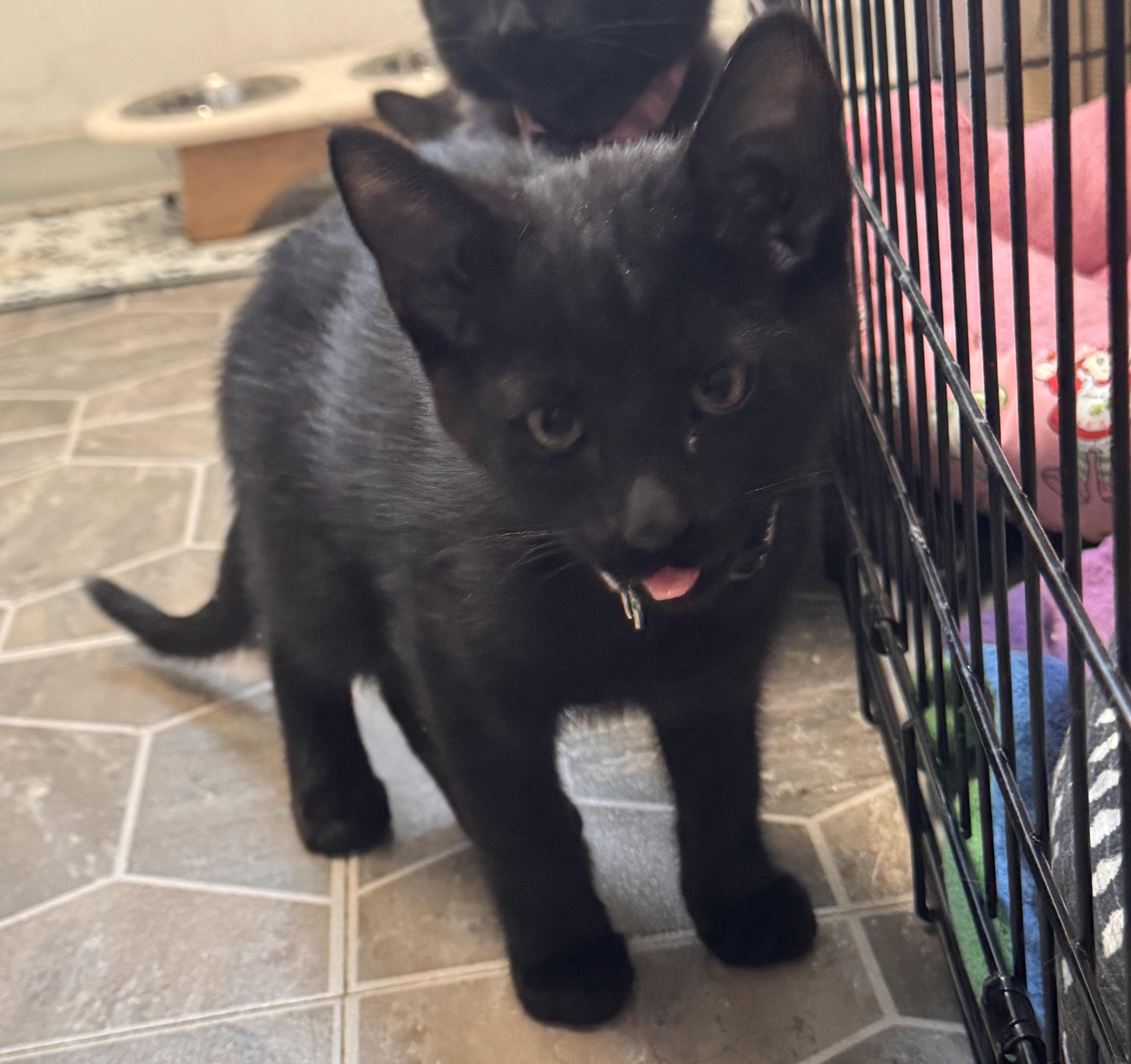 A baby medium-sized male Black Domestic Long Hair cat named Baby Spice for adoption in Midvale, UT