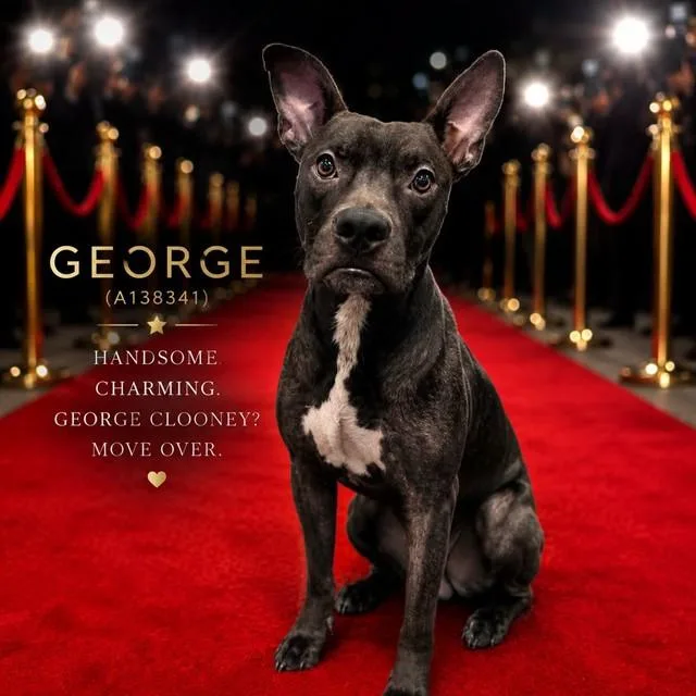 A young medium-sized male Mixed Breed dog named George for adoption in Palmetto, FL