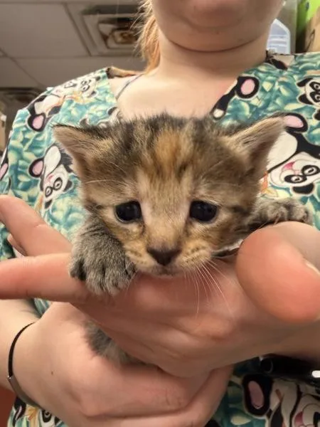 A baby small-sized female Domestic Short Hair cat named Ixora for adoption in Salisbury, MD