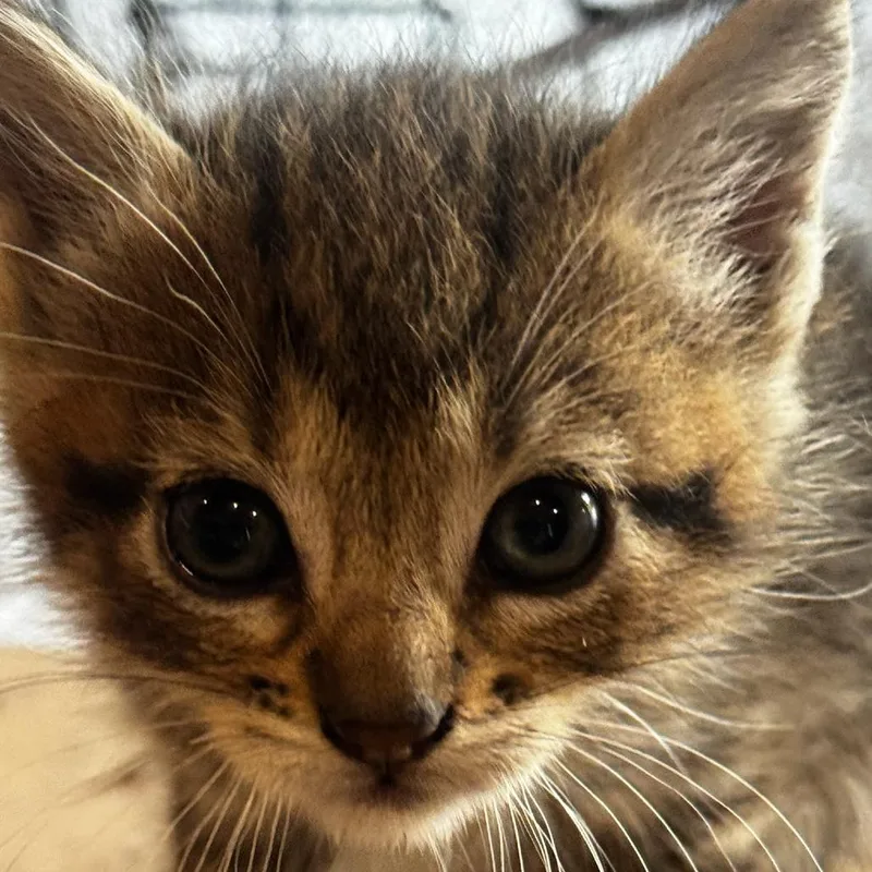 A baby small-sized female Brown / Chocolate Domestic Short Hair cat named Tora C for adoption in Princeton, MN