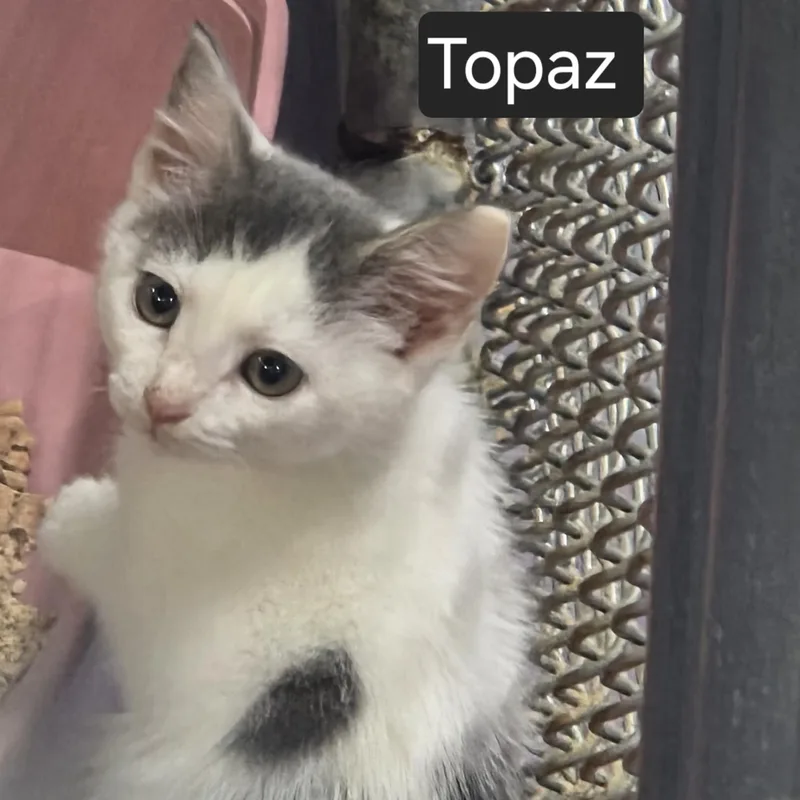 A baby medium-sized female Gray & White Domestic Short Hair cat named Topaz for adoption in SNOW HILL, NC