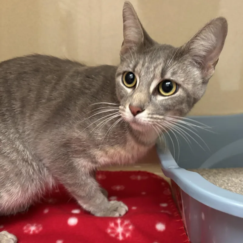 An adult medium-sized female Tabby (Gray / Blue / Silver) Domestic Short Hair cat named Effie for adoption in Evanston, IL