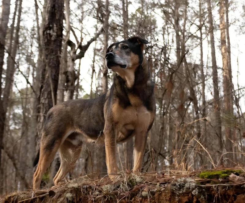 A senior medium-sized male Shepherd dog named Saban Sr for adoption in Roswell, GA