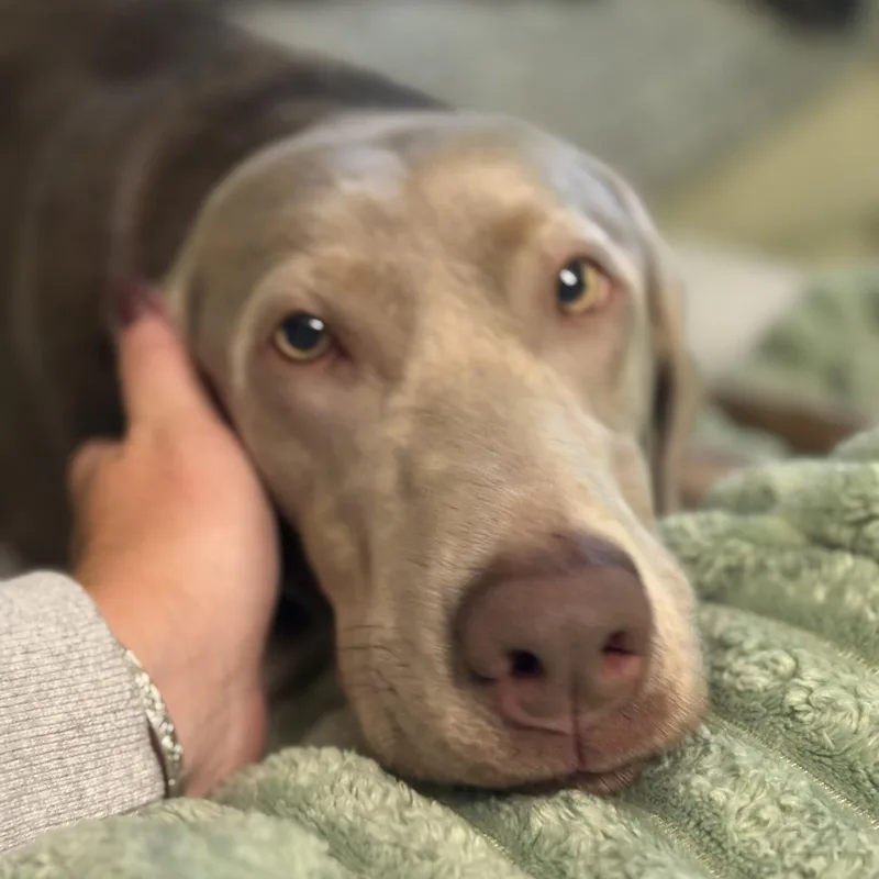 An adult medium-sized female Labrador Retriever dog named Callie for adoption in Richmond, VA
